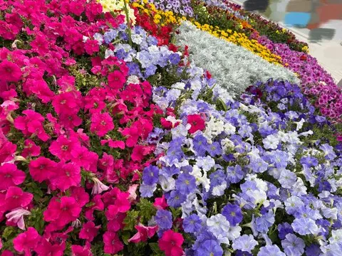 森川すみれの写メ日記｜ローテンブルク 吉原高級店ソープ
