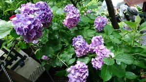 鳴沢ひろこの写メ日記｜ローテンブルク 吉原高級店ソープ