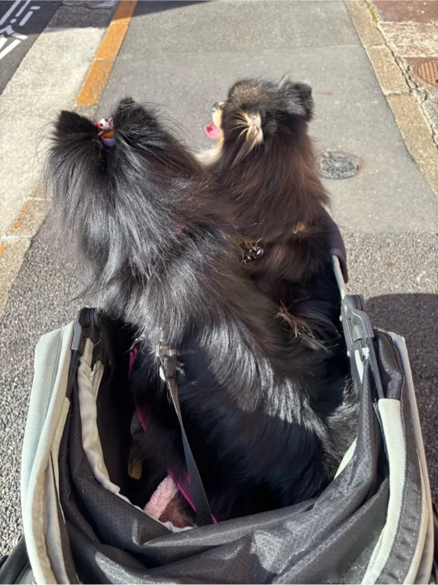 藤谷香文の写メ日記｜ローテンブルク 吉原高級店ソープ
