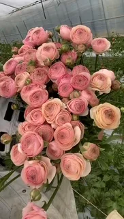 さゆりの写メ日記｜ローテンブルク 吉原高級店ソープ