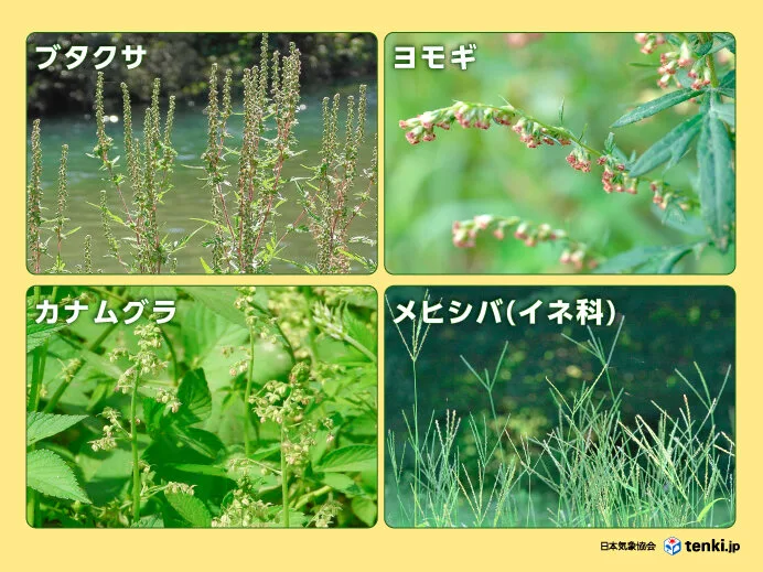 さゆりの写メ日記｜ローテンブルク 吉原高級店ソープ