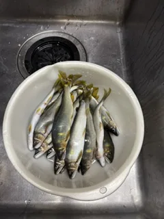 さゆりの写メ日記｜ローテンブルク 吉原高級店ソープ