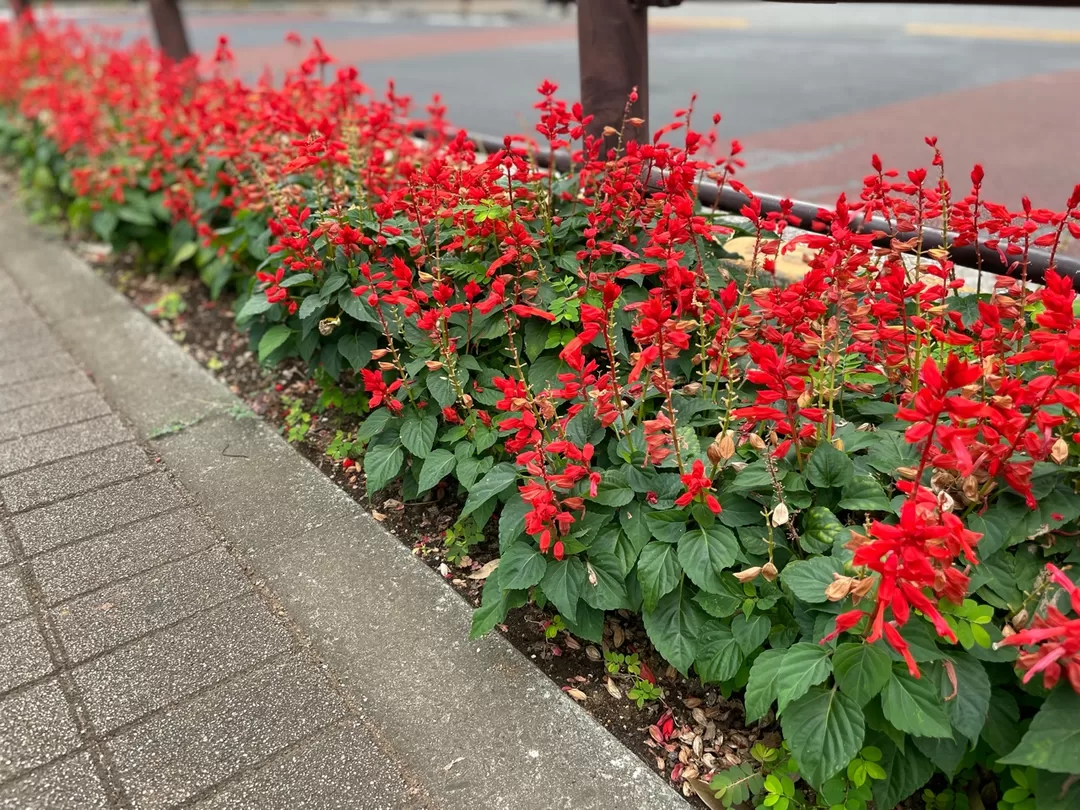 紀香の写メ日記｜ローテンブルク 吉原高級店ソープ