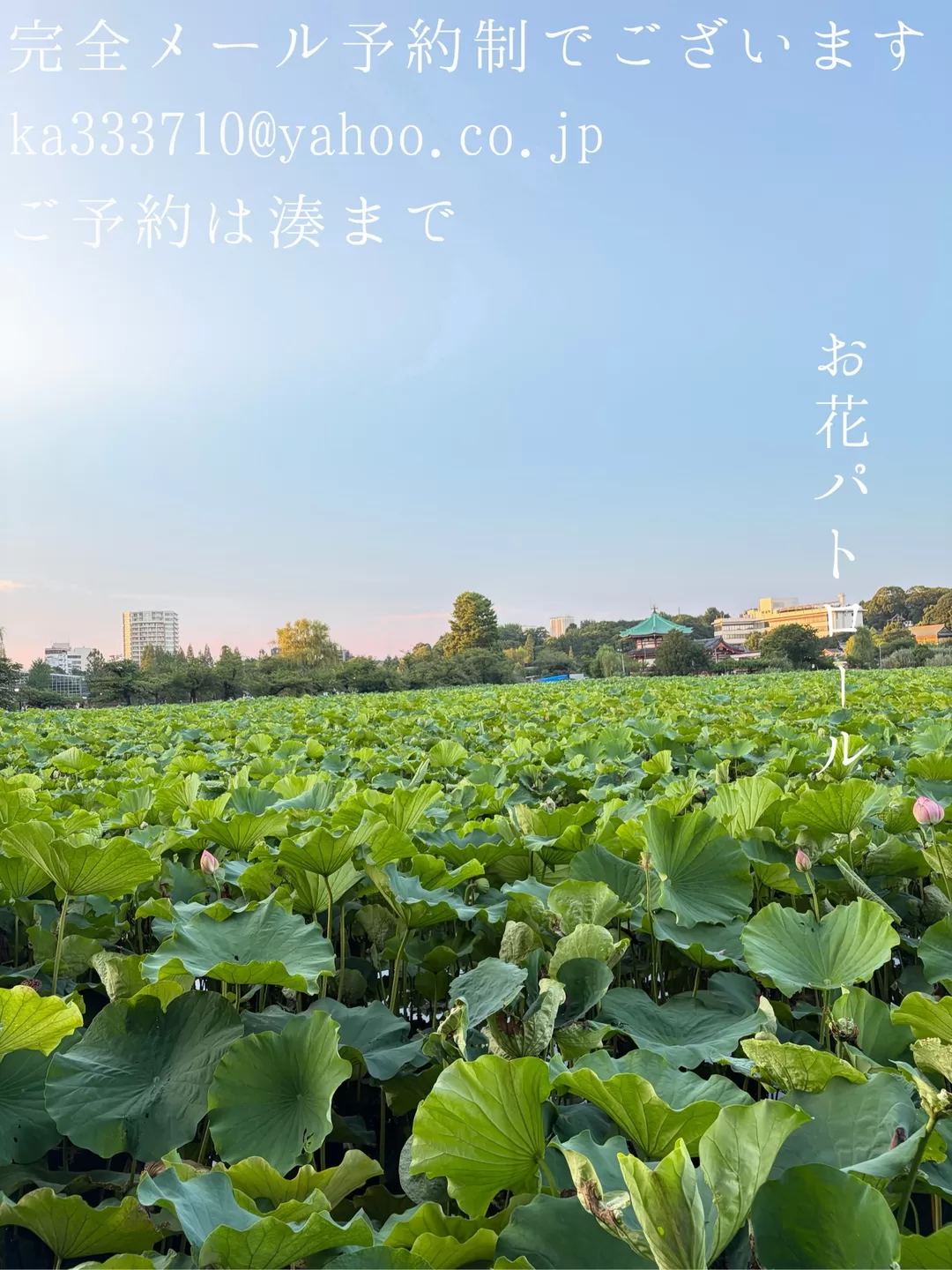 湊 かすみの写メ日記｜ローテンブルク 吉原高級店ソープ