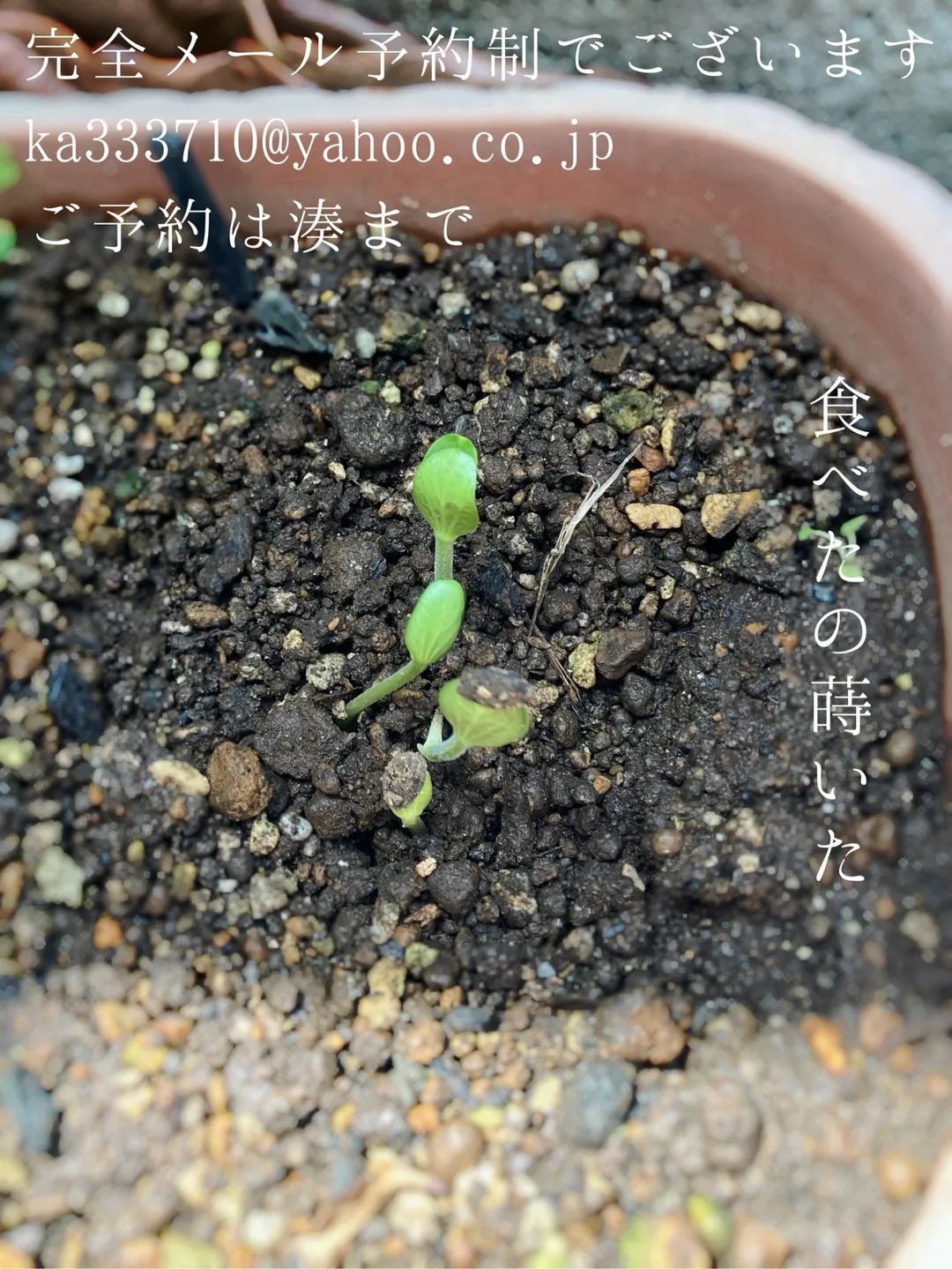 湊 かすみの写メ日記｜ローテンブルク 吉原高級店ソープ