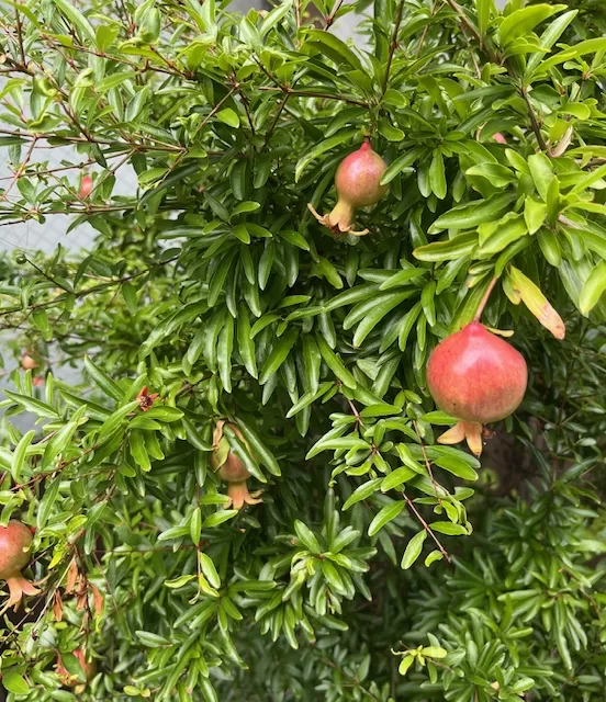 里中あいりの写メ日記｜ローテンブルク 吉原高級店ソープ