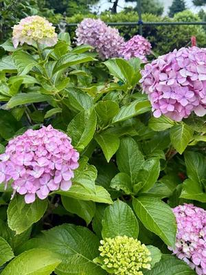 椿 こずえの写メ日記｜ローテンブルク 吉原高級店ソープ