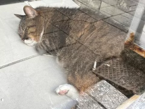 咲良の写メ日記｜ヴェルサイユ 吉原高級店ソープ