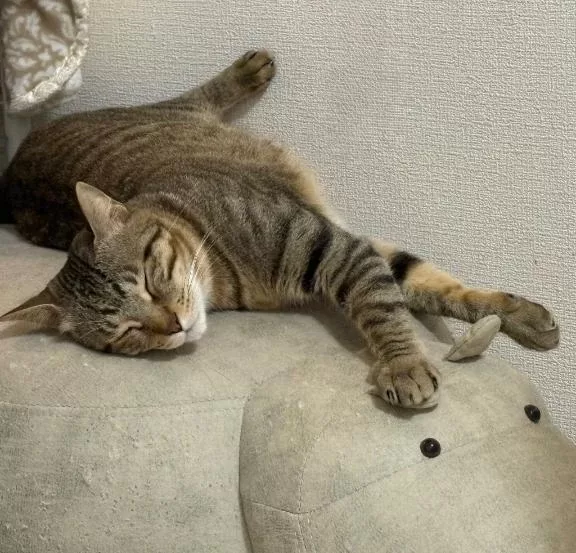 咲良の写メ日記｜ヴェルサイユ 吉原高級店ソープ