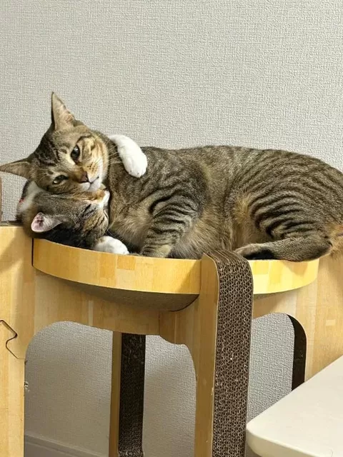 咲良の写メ日記｜ヴェルサイユ 吉原高級店ソープ