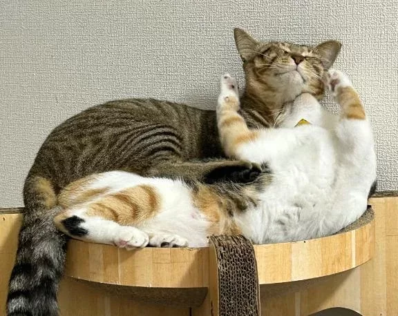 咲良の写メ日記｜ヴェルサイユ 吉原高級店ソープ